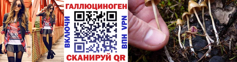 Псилоцибиновые грибы Psilocybe  Купить  Томмот 